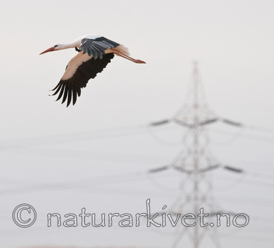 BB 10 0230 / Ciconia ciconia / Stork